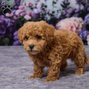 Dodge, Bich-Poo Puppy
